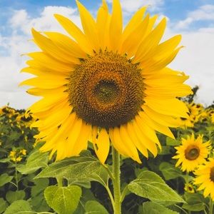 Meet your Posher, Jillian